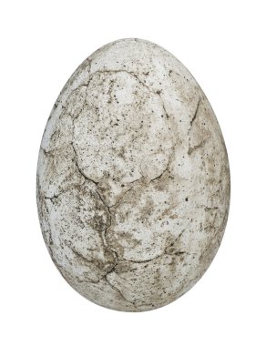 dinozor yumurtası