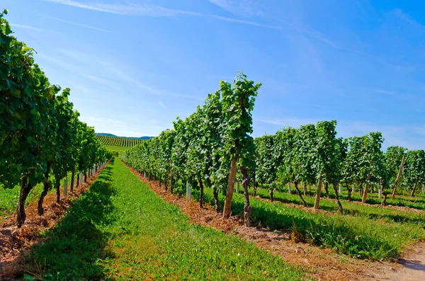 Vingård – stockfoto