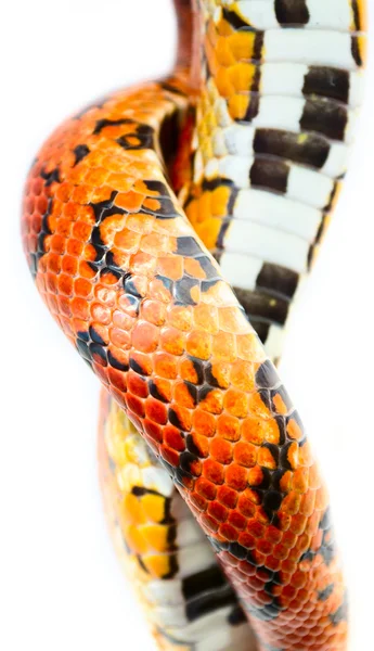 Snake skin — Stock Photo, Image