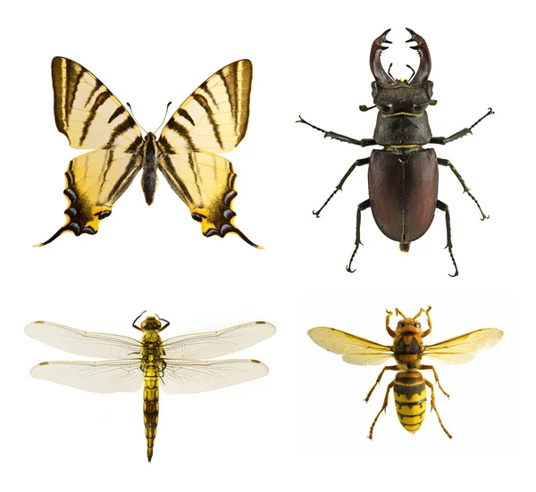 Bug collection — Stock Photo, Image