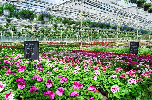 Garden center flower market — Stock Photo, Image