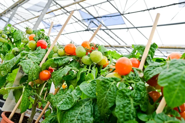 Plantas de tomate en invernadero — Foto de Stock