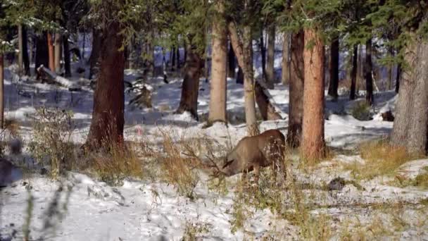 Wild Mule Deer Eating Weeds Foraging Snowy Forest Winter — Stock Video