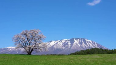 One lonely pink tree standing on green grassland with snow capped mountains range in background, beauty rural natural scene