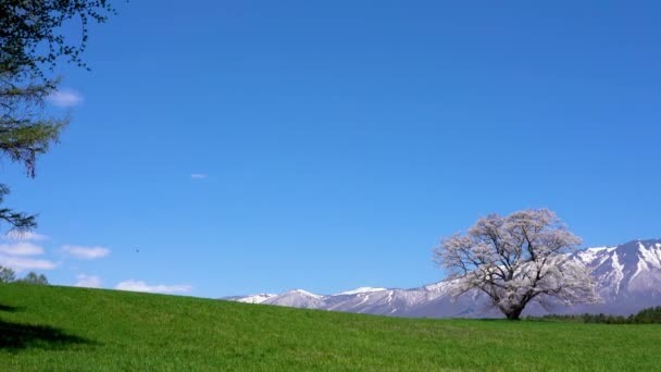 春の晴れた日の朝と澄んだ青い空に孤独な桜 雪と緑の草原に立って1つの孤独なピンクの木の背景に山の範囲をキャップ 美しさ農村自然シーン — ストック動画