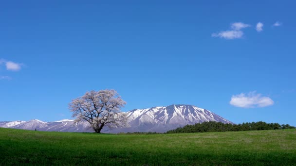 春の晴れた日の朝と澄んだ青い空に孤独な桜 雪と緑の草原に立って1つの孤独なピンクの木の背景に山の範囲をキャップ 美しさ農村自然シーン — ストック動画