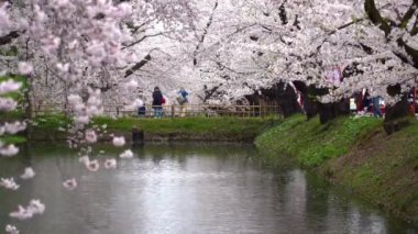 İlkbahar mevsiminde Hirosaki Park kiraz çiçekleri matsuri festivali güzel bir sabah günü. Dış hendekte çiçek açan güzel pembe sakura çiçekleri. Aomori Bölgesi, Tohoku Bölgesi, Japonya