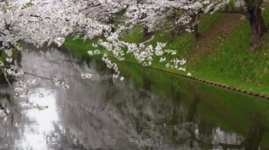 İlkbahar mevsiminde Hirosaki Park kiraz çiçekleri matsuri festivali güzel bir sabah günü. Dış hendekte çiçek açan güzel pembe sakura çiçekleri. Aomori Bölgesi, Tohoku Bölgesi, Japonya