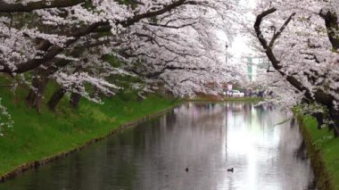 İlkbahar mevsiminde Hirosaki Park kiraz çiçekleri matsuri festivali güzel bir sabah günü. Dış hendekte çiçek açan güzel pembe sakura çiçekleri. Aomori Bölgesi, Tohoku Bölgesi, Japonya