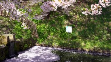 Baharın güzel sabahında Hirosaki Park kiraz çiçeği matsuri festivali. Güzellik çiçek açan pembe sakura çiçek yapraklı sal (Hanaikada) dış hendekte. Aomori Bölgesi, Tohoku Bölgesi, Japonya