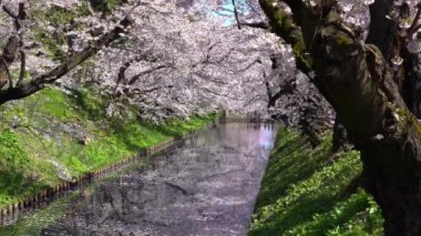 Baharın güzel sabahında Hirosaki Park kiraz çiçeği matsuri festivali. Güzellik çiçek açan pembe sakura çiçek yapraklı sal (Hanaikada) dış hendekte. Aomori Bölgesi, Tohoku Bölgesi, Japonya