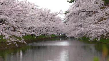 İlkbahar mevsiminde Hirosaki Park kiraz çiçekleri matsuri festivali güzel bir sabah günü. Dış hendekte çiçek açan güzel pembe sakura çiçekleri. Aomori Bölgesi, Tohoku Bölgesi, Japonya