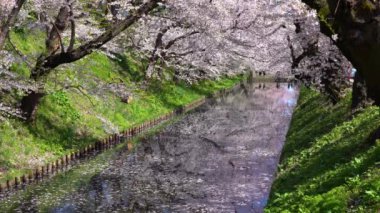 Baharın güzel sabahında Hirosaki Park kiraz çiçeği matsuri festivali. Güzellik çiçek açan pembe sakura çiçek yapraklı sal (Hanaikada) dış hendekte. Aomori Bölgesi, Tohoku Bölgesi, Japonya
