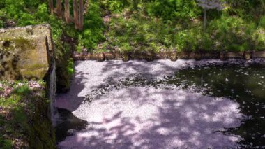 Baharın güzel sabahında Hirosaki Park kiraz çiçeği matsuri festivali. Güzellik çiçek açan pembe sakura çiçek yapraklı sal (Hanaikada) dış hendekte. Aomori Bölgesi, Tohoku Bölgesi, Japonya