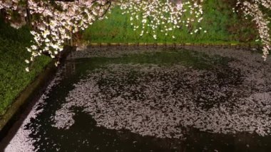 Hirosaki Park kiraz çiçeği matsuri festivali gece aydınlanıyor. Çiçek açan güzel çiçek yapraklı sal (Hanaikada) dış hendekte ışık saçar. Aomori Bölgesi, Tohoku Bölgesi, Japonya