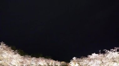 Hirosaki Park kiraz ağaçları matsuri festivali baharda gece ışıldar. Güzellik tam pembe sakura çiçekleri batıdaki hendekte ışık saçıyor. Aomori Bölgesi, Tohoku Bölgesi, Japonya