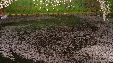 Hirosaki Park kiraz çiçeği matsuri festivali gece aydınlanıyor. Çiçek açan güzel çiçek yapraklı sal (Hanaikada) dış hendekte ışık saçar. Aomori Bölgesi, Tohoku Bölgesi, Japonya