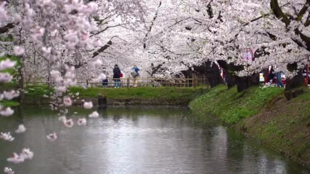 Hirosaki Πάρκο Κερασιάς Ανθίζει Matsuri Φεστιβάλ Την Άνοιξη Σεζόν Όμορφη — Αρχείο Βίντεο