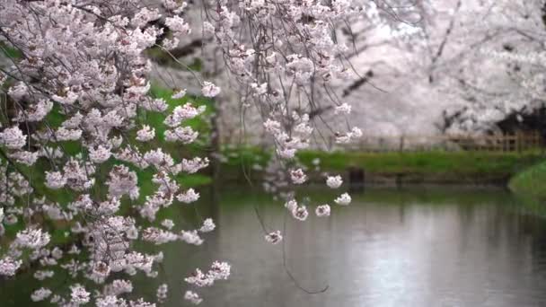 Hirosaki Park Cseresznyevirág Matsuri Fesztivál Tavaszi Szezonban Gyönyörű Reggeli Nap — Stock videók