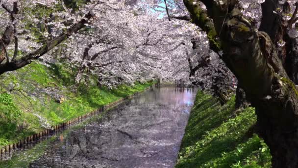弘前公園桜まつりは 春の美しい朝の日 美しい満開のピンクの桜の花びらのいかだ Hanaikada 外堀で 青森県東北地方 — ストック動画