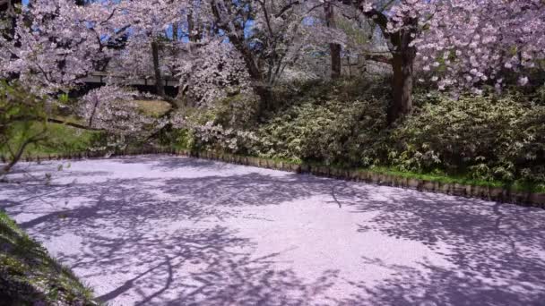 弘前公園桜まつりは 春の美しい朝の日 美しい満開のピンクの桜の花びらのいかだ Hanaikada 外堀で 青森県東北地方 — ストック動画