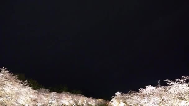 Hirosaki Parque Cerejeira Flor Árvores Matsuri Festival Iluminar Noite Primavera — Vídeo de Stock