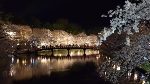 夜になると弘前公園桜まつりがライトアップされます 西堀の美しさ満開のピンクの花春陽橋と照明 青森県東北地方 — ストック動画