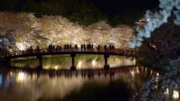 Φεστιβάλ Ανθών Κερασιάς Του Πάρκου Χιροσάκι Φωτίζεται Νύχτα Ομορφιά Πλήρη — Αρχείο Βίντεο