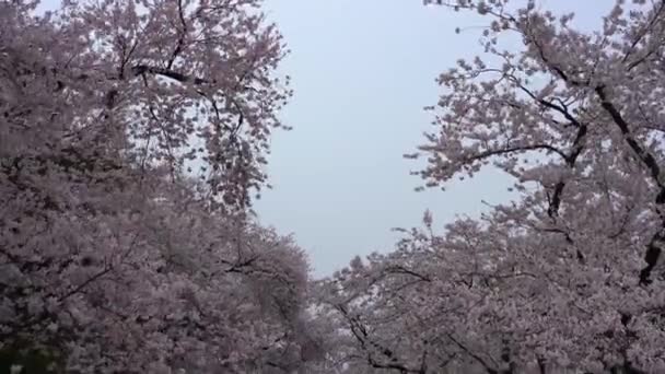 Parco Hirosaki Fiori Ciliegio Matsuri Festival Nella Stagione Primaverile Bella — Video Stock