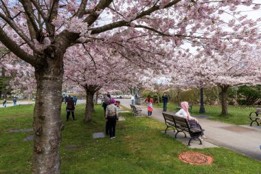 Vancouver City, BC, Kanada - 4 Nisan 2021: Bahar mevsiminde Devonian Harbour Park. İnsanlar çiçek açmış kiraz çiçeklerinin tadını çıkarıyorlar..