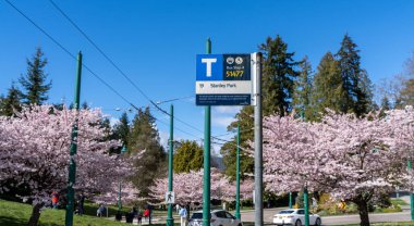 Vancouver City, BC, Kanada - 4 Nisan 2021: İlkbaharda Stanley Park otobüs durağı. Çiçek açmış kiraz çiçekleri..