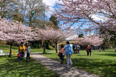 Vancouver City, BC, Kanada - 4 Nisan 2021 Stanley Park kiraz çiçekleri tomurcuklandı. Kalabalık insanlar ilkbaharda çiçek açarlar.