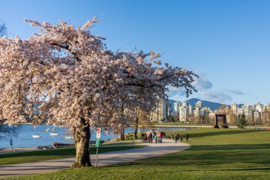 Vancouver City, BC, Kanada - 4 Nisan 2021 İlkbahar sezonunda Vanier Park. İnsanlar çiçek açmış kiraz çiçeklerinin tadını çıkarıyorlar..