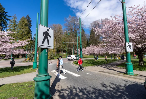 Vancouver City Canadá Abril 2021 Peatón Cruzando Calle Stanley Park — Foto de Stock