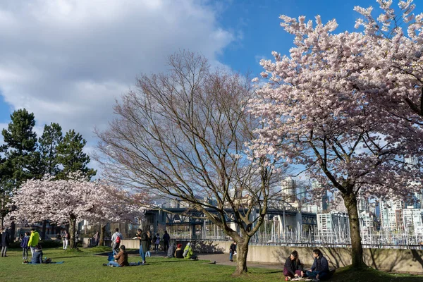 不列颠哥伦比亚省温哥华市 2021年4月4日 春季的克里克塞德公园 人们正在欣赏盛开的樱花 — 图库照片