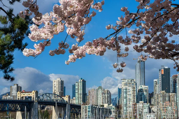 温哥华市中心的摩天大楼高耸入云 伯拉德街大桥层出不穷 樱桃树在春天盛开 加拿大不列颠哥伦比亚省 — 图库照片