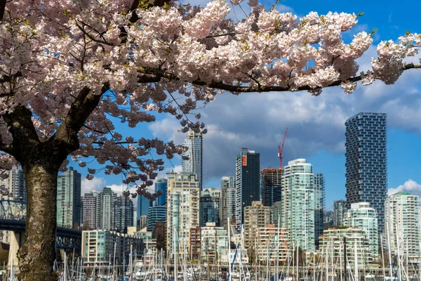 温哥华市中心的摩天大楼高耸入云 樱桃树在春天盛开 加拿大不列颠哥伦比亚省 — 图库照片