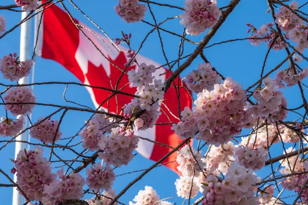 Nahaufnahme Nationalflagge Von Kanada Und Kirschblüten Voller Blüte Konzept Des — Stockfoto