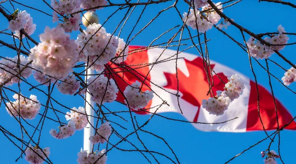 Nahaufnahme Nationalflagge Von Kanada Und Kirschblüten Voller Blüte Konzept Des — Stockfoto