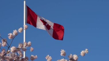 Kanada Ulusal Bayrağı 'nı kapat ve kiraz çiçekleri açsın. Kanada kentsel yaşamı ilkbahar zamanı kavramı.