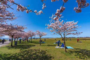 Richmond, BC, Canada - April 5 2021 : People having a picnic in the Garry Point Park in springtime, enjoying cherry blossom flowers in full bloom.