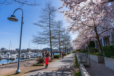Vancouver city, BC, Canada - April 5 2021 : People walking and cycling on downtown seawall in springtime. Yaletown dock marina cherry blossom flowers in full bloom.