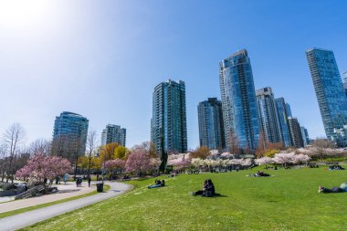 Vancouver, BC, Canada - April 5 2021 : People picnic in David Lam Park in springtime, enjoying cherry blossom flowers. Downtown skyscrapers skyline against sunny blue sky. clipart