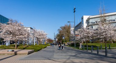 Vancouver, BC, Canada - April 5 2021 : University of British Columbia (UBC) campus. Cherry blossom flowers in full bloom.