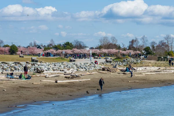 Richmond Canada April 2021 Garry Point Park Beach Springtime Cherry — Stock Photo, Image