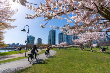 Vancouver, BC, Canada - April 5 2021 : People doing cycling and having a picnic in David Lam Park in springtime, enjoying cherry blossom flowers in full bloom.