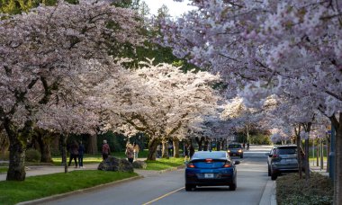 Vancouver, BC, Canada - April 5 2021 : University of British Columbia (UBC) campus. Cherry blossom flowers in full bloom.