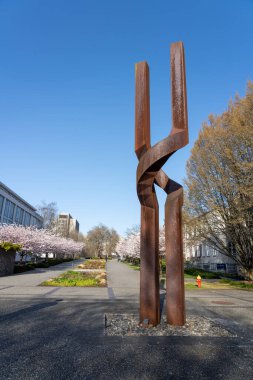 Vancouver, BC, Canada - April 5 2021 : University of British Columbia (UBC) campus. Cherry blossom flowers in full bloom.