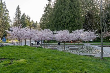 Vancouver, BC, Canada - April 5 2021 : University of British Columbia (UBC) campus. Cherry blossom flowers in full bloom.