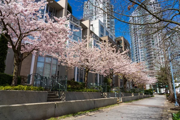 春にバンクーバーのダウンタウンの海辺の街 満開の桜の列 カナダ — ストック写真